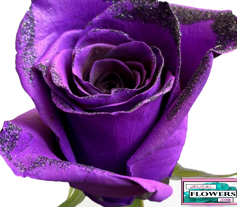 single lavender roses