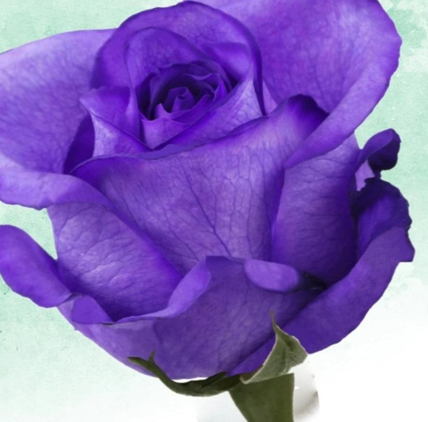 100 Red roses bouquet – Purple Violet