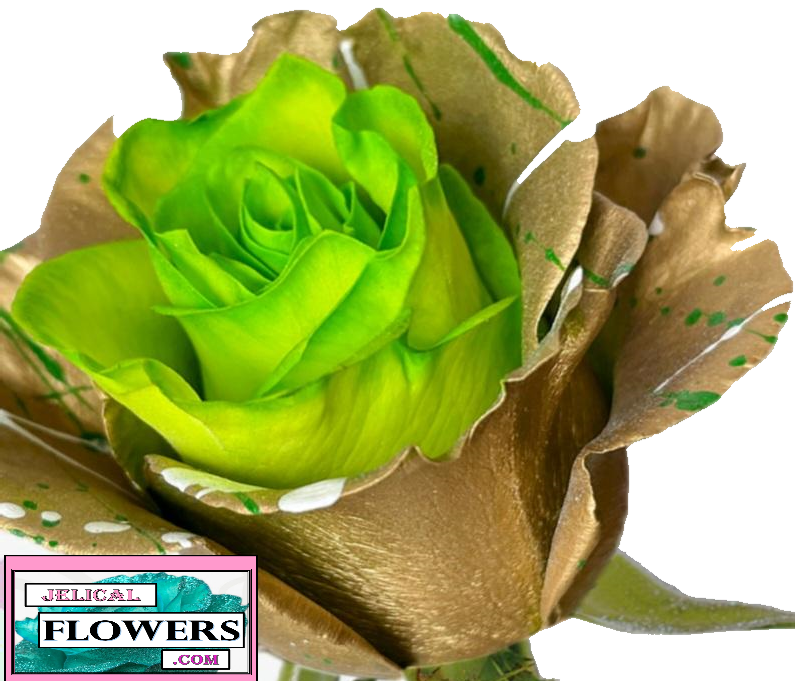 single green rose flowers