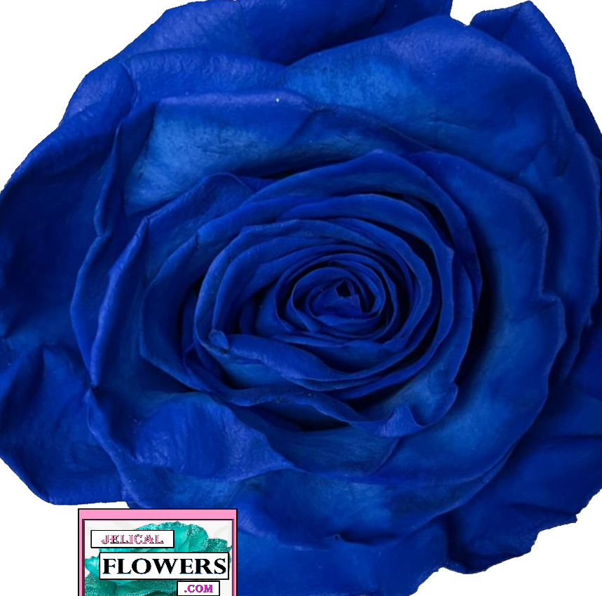 Single Blue Roses
